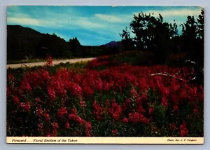 Postcard Vintage Fireweed Floral Emblem Of The Yukon Along Alaska Highway 4x6 - Picture 1 of 2