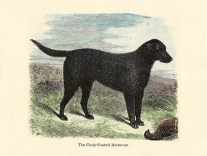 CURLY COATED RETRIEVER LOVELY DOG GREETINGS NOTE CARD BEAUTIFUL STANDING DOG - Picture 1 of 1