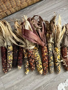 Indian Corn Ears with Husks 11 Ears - Picture 1 of 3