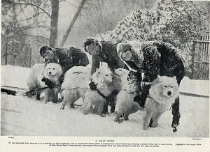 GIRLS IN SNOW WITH SAMOYED DOGS IN HARNESS LOVELY OLD 1934 DOG PRINT - Picture 1 of 1