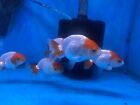 Ranchu Red White 3" FREE TWODAY SHIPPING
