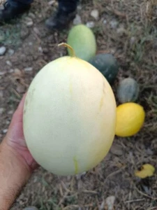 SEMI RUGIADA DI MIELE, HONEY DEW, MELONE 20 Semi - Foto 1 di 1