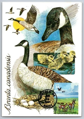 #3506a Great Plains Pronghorns and Canadian Geese FDC Maxi Card - Image 1 of 2