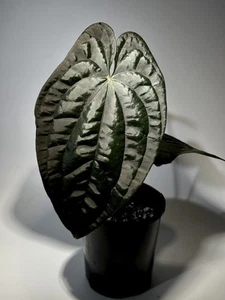 Anthurium Papi x Dress x Luxurians (Magma) - Picture 1 of 4
