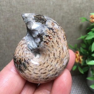 65g Natural polishing conch specimens of Madagascar pd2776 - Picture 1 of 9