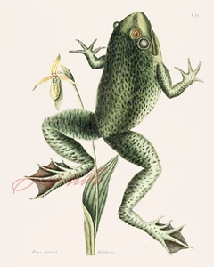 Bullfrog Antique 8 x 10 High Resolution Print - Picture 1 of 1