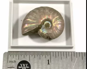 FÓSIL DE AMONITA CLEONICERAS ARCO IRIS NACARADO BRILLO EN CAJA - Imagen 1 de 6