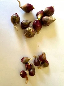 5x Egyptian (a.k.a. Walking, Tree) Onions (smaller ones) - Picture 1 of 2