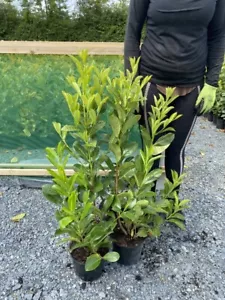 5 Cherry Laurel Hedging Evergreen Plants Fast Growth 2.5-3ft Large 3 Litre Pots - Picture 1 of 3