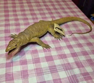 Monitor Lizard AAA toy Figure Realistic Rubber Vintage W/ Tag 1994 Accruments - Picture 1 of 24