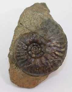 Ammonit, Graphoceras rudis, Jura, Aalen, Geisingen, Deutschland -k270 - Bild 1 von 3