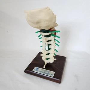 Medical Plastics Labortory Cervical Vertebral Column Lumbar, Spine Model 10" - Picture 1 of 3