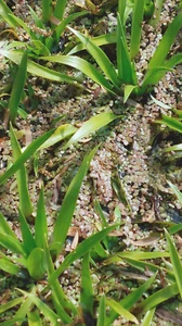 Krebsschere für den Teich - Bild 1 von 1