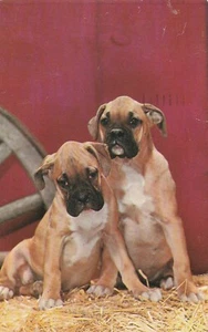 Vintage Postcard Boxer Dogs with Natural Ears in Hay - Picture 1 of 2