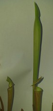 Pianta carnivora, incrocio di Sarracenia, PIANTA VIVA (taglia M) + guida