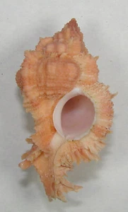 MUREX GLORIOSUS 47.48mm SUPER CHOICE RED SPECIMEN Balut Is., Davao, Philippines - Picture 1 of 2