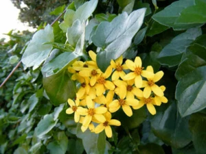 50 x Climbing Groundsel (Senecio Angulatus) SEEDS - Picture 1 of 5