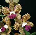 Mount Your Orchid on Wood - Rlc Sun Spots Valley Isle
