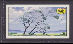 ¿QUÉ CAUSA EL VIENTO? - Tarjeta de intercambio inglesa de 50 años # 14 - Imagen 1 de 2