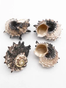 5PCS Angaria Delphinus Conch 4-5cm Sea Shell Decor Ornament Embellishment Crafts - Picture 1 of 6