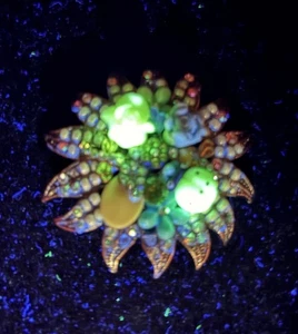 Broche Vintage Brillo UV Estrás y Semilla Cuentas Floral Dama Insecto 2.75 Pulgadas Leer - Imagen 1 de 10