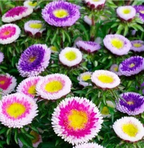 Aster NOVA Mix (Needle) Large Flowers Annual Bees Butterflies Non-GMO 200 Seeds! - Picture 1 of 5