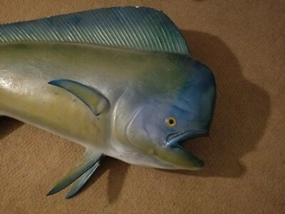 Suporte para peixes golfinhos Mahi Mahi Bull taxidermia água salgada 62" - Imagem 1 de 4