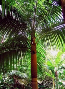 Rare Palm Acantophoenix Rubra,Red Palm - Picture 1 of 5