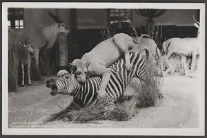 TAXIDERMY Postkarte Löwe & Zebra in Lourenco Marques Museum Mosambik - Bild 1 von 1