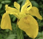 Yellow Flag Iris pseudacorus Lake/ LIVE Water Plant Pond Reed/ Aquatic Bog