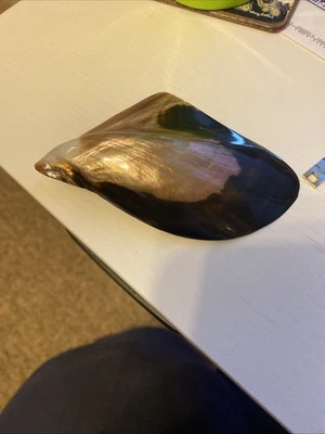 Anillo bufanda concha natural  Foto 1 de 3