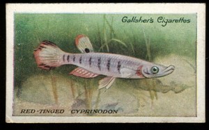 Tobacco Card, Gallaher, THE ZOO AQUARIUM, 1924, Red Tinged Cyprinodon, #59