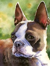 "RED BOSTON TERRIER" Watercolor Dog ART Print Signed by Artist DJR
