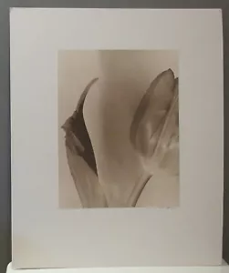Constanza Cono Fotografia Originale Stampa Palladio "Grande Tulipano" Artista Elencato - Foto 1 di 7