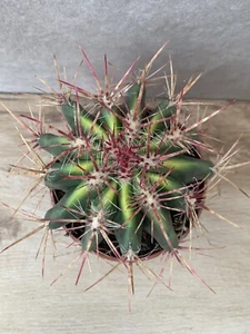 Ferocactus wislizeni - variegated - Picture 1 of 3