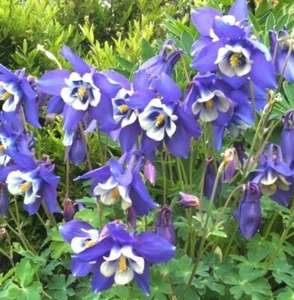 Columbine BLUE Perennial Native Spring Blooms Fall Planting Non-GMO 500 Seeds! - Picture 1 of 4