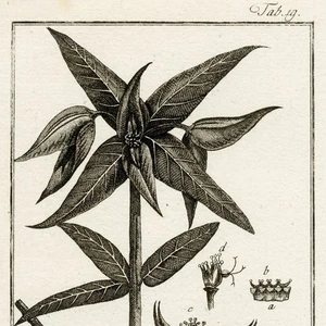 1796 ZORN ICONES PLANTARUM Botanical Engraving, Tab.19 Euphorbia Lathyris - Picture 1 of 6