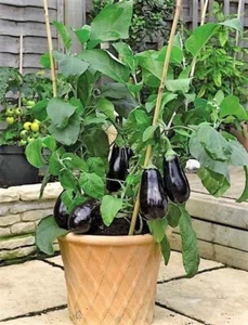 Black Beauty Eggplant - 100+ Seeds. Heirloom~Non-Gmo~Organic #1 Seller. - Picture 1 of 1