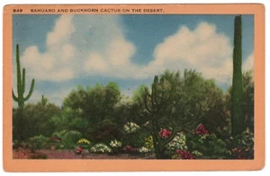 Postal Vintage Arizona Sahuaro y Cactus Buckhorn en el Desierto Poste Tolleson - Imagen 1 de 2