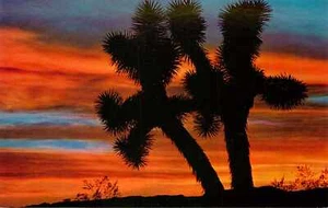 Postal California Joshua Tree Yucca vista nocturna sin publicar - Imagen 1 de 2