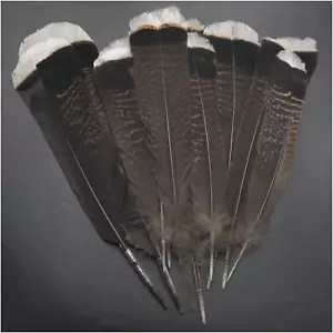 Turkey Feathers ZZHXSM 10Pcs Natural Turkey Feathers Clothing, Hats, Holiday Dec - Picture 1 of 12