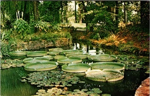 Postcard Sabine Parish Louisiana - Hodges Gardens - South American Victorias - Picture 1 of 2