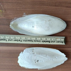 25 Sepiaschalen 7-10 cm ca. 270 g. Sepia Kalzium - Bild 1 von 2