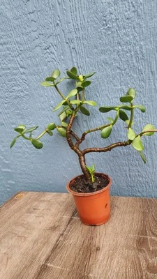 Planta de jade Crassula Ovata 12" Foto 1 de 4
