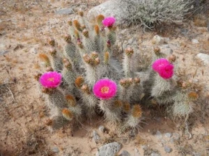 Opuntia polyacantha var. erinacea pala talea spine lunghe bianche - Foto 1 di 3
