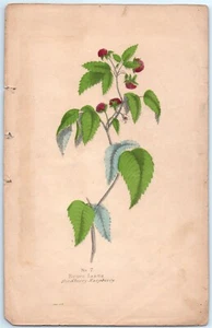 Hindberry Raspberry Botanical Hand Colored Victorian Floral Print Book Plate FF - Picture 1 of 1