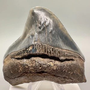 Rarely Offered Strongly DEFORMED 3.31" Fossil MEGALODON Shark Tooth - USA - Picture 1 of 6