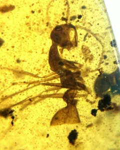 Cretaceous Fossil Burmese amber burmite rare ant insect amber Fossil Myanmar - Picture 1 of 6