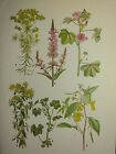 Vintage Botanical Botanik Aufdruck ~ Cypruss Wolfsmilch Gängig Mallow St B Wort