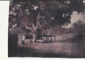 FOTO SILBER AFRIKA SUDAN ? KOLONIE UM 1910 - Foto 1 di 1